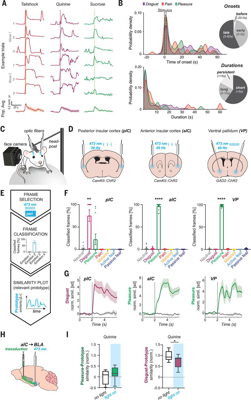 Science：小鼠情绪状态的面部表情及其与神经元的关系