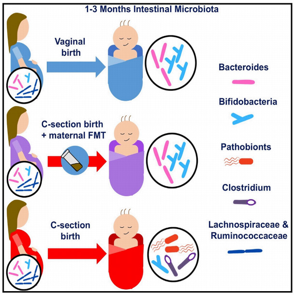Cell：利用母体粪便移植的方法，来解决剖宫产婴儿被破坏的肠道微生物菌群发育问题